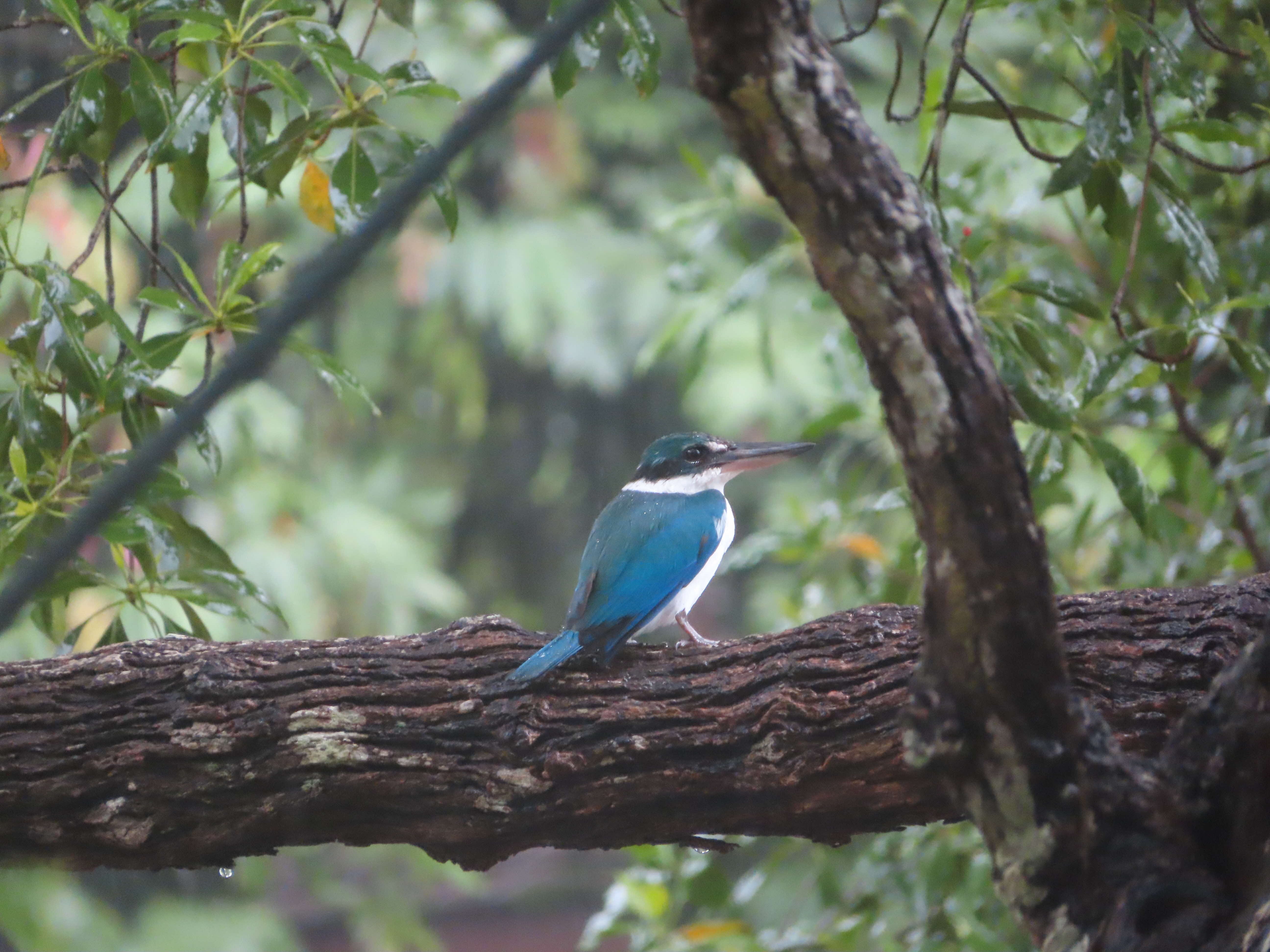 White-Collared Kingfisher